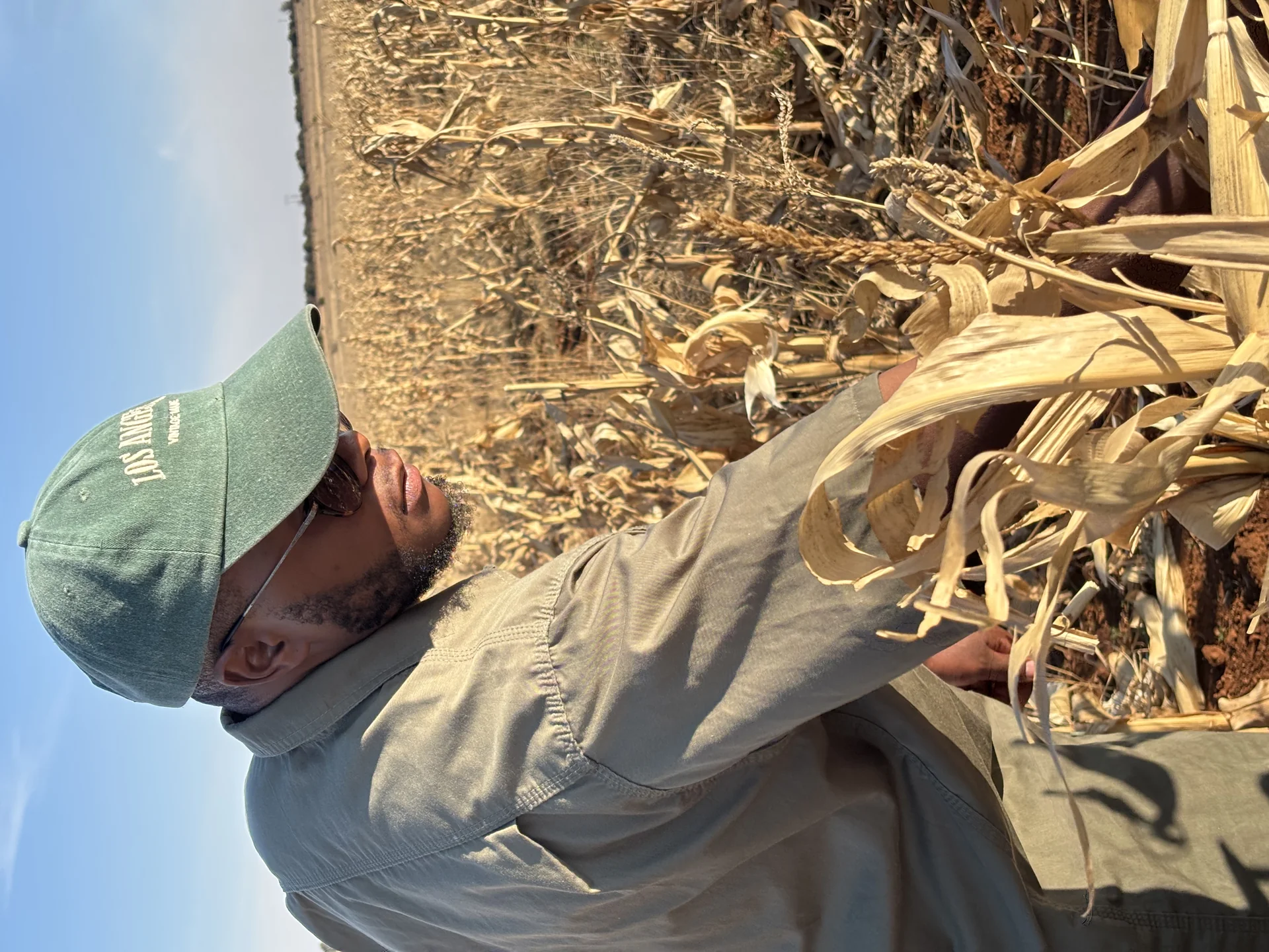 Farmer inspecting healthy crops in a lush field